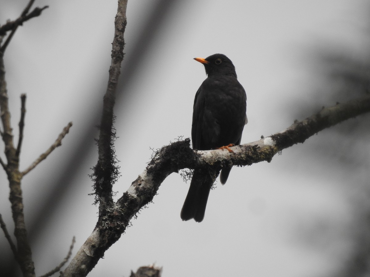 Black Thrush - ML637509950