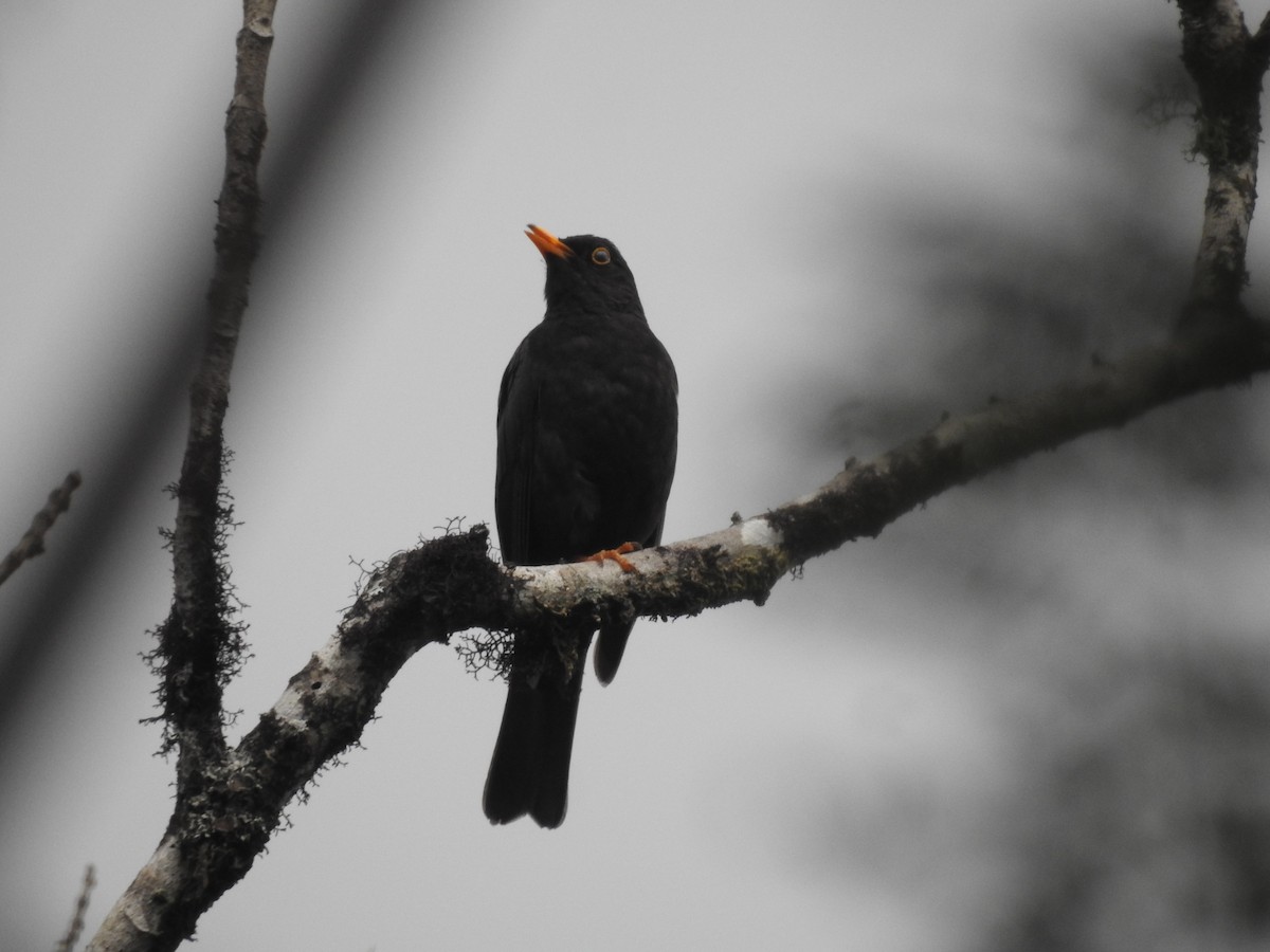 Black Thrush - ML637509951