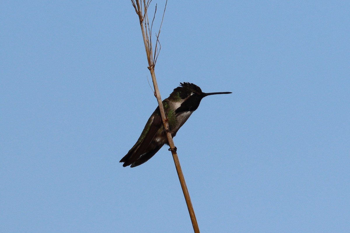 Costa's Hummingbird - ML637509977