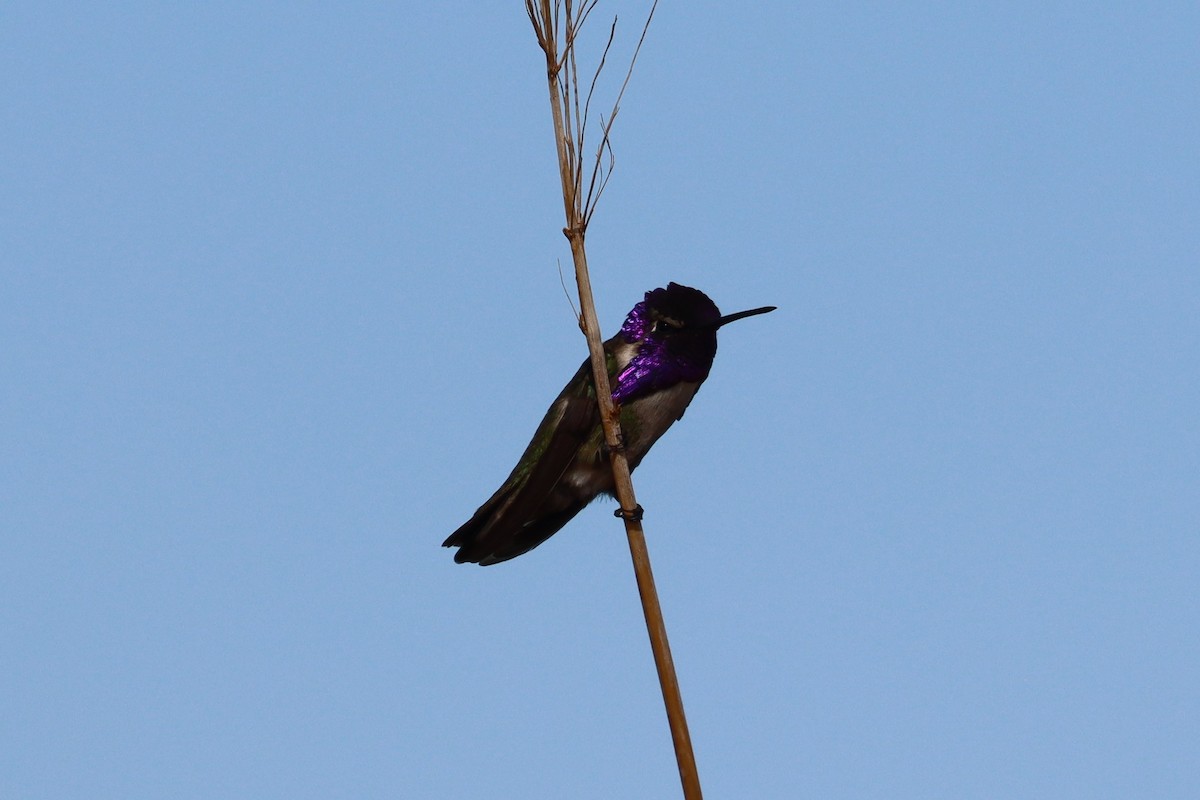 Costa's Hummingbird - ML637509980