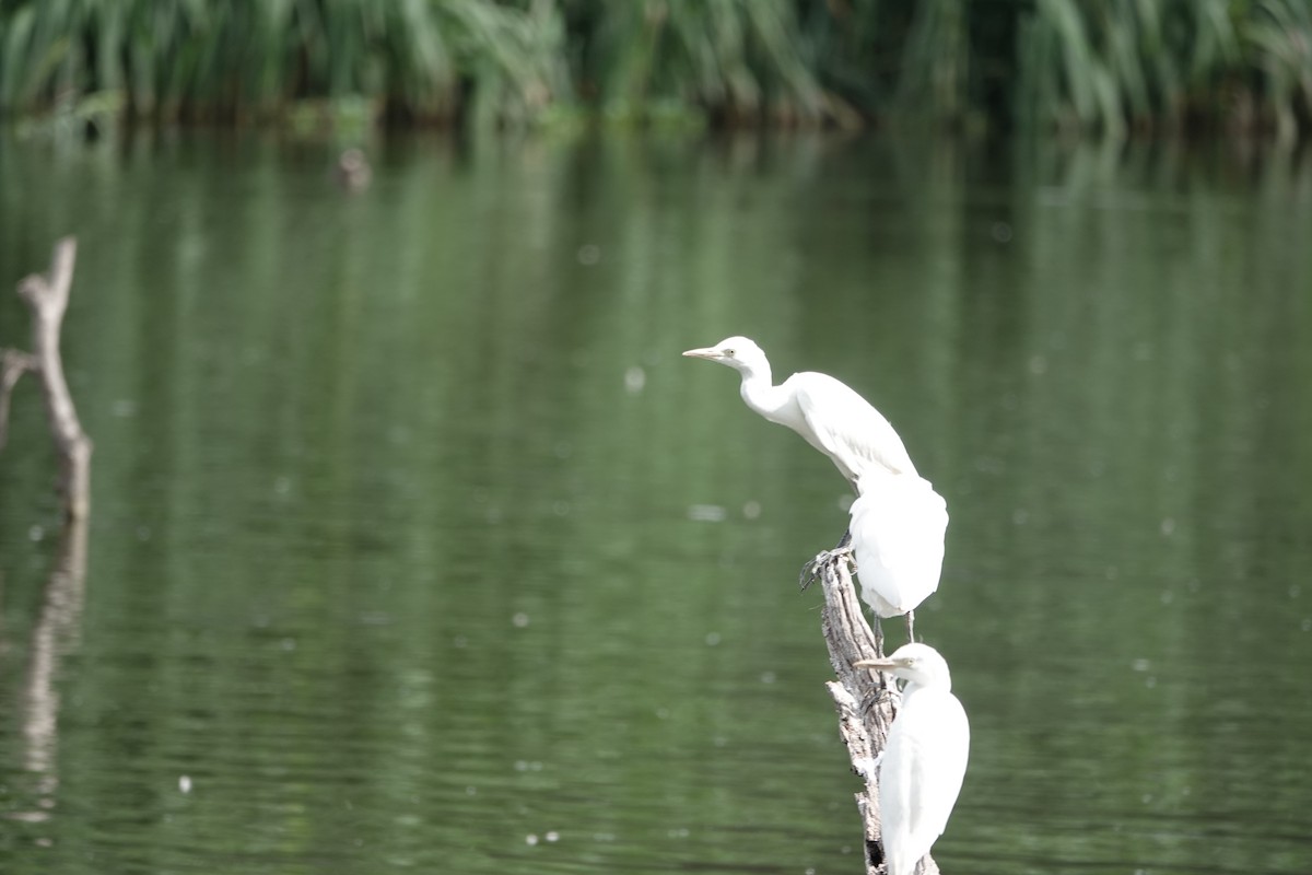 Western Cattle-Egret - ML637509982