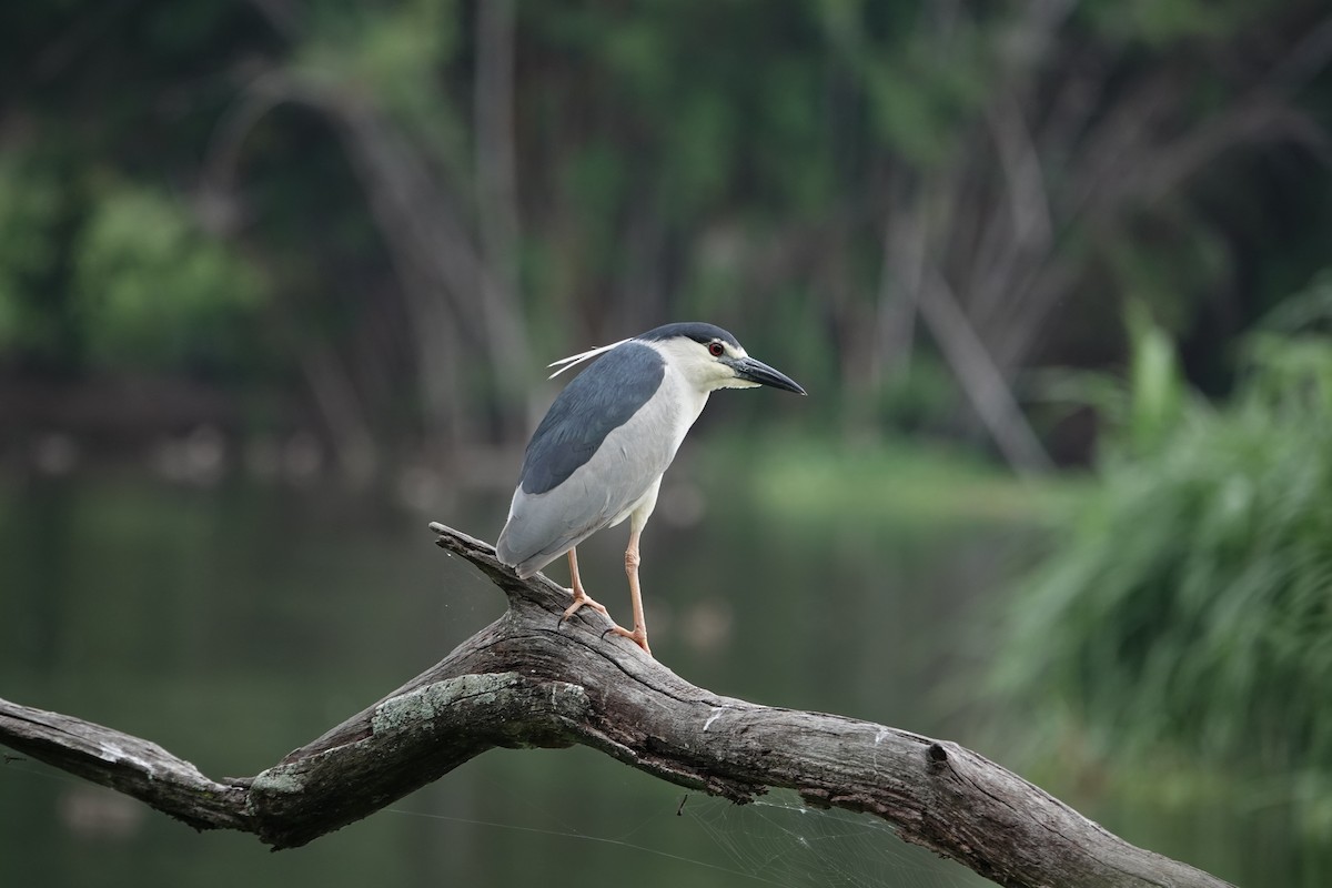 Black-crowned Night Heron (Eurasian) - ML637510042