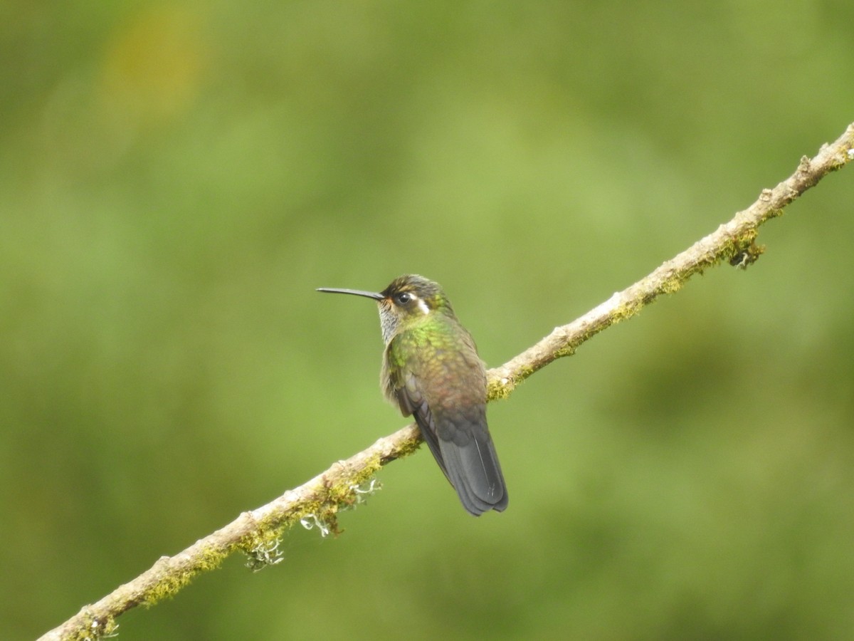 Amethyst-throated Mountain-gem - ML637510048