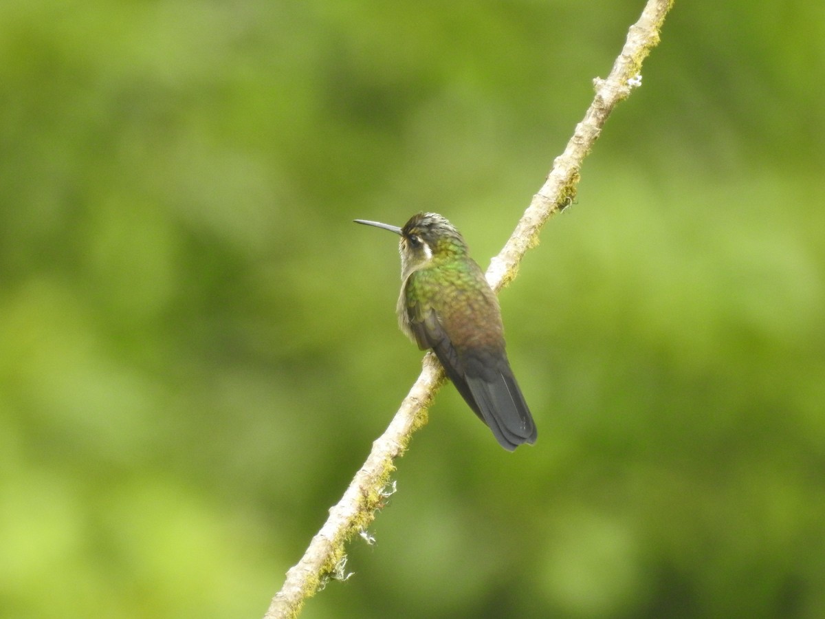 Amethyst-throated Mountain-gem - ML637510049