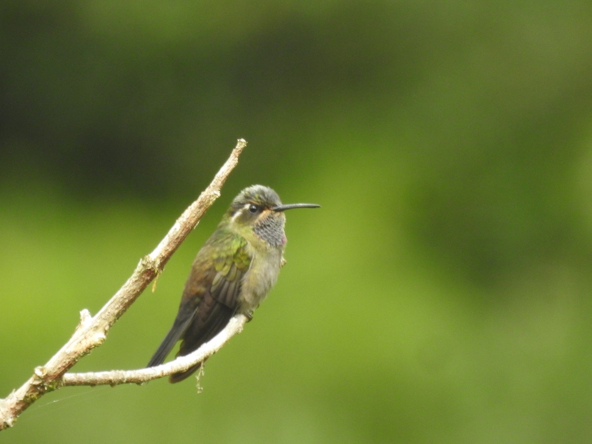 Amethyst-throated Mountain-gem - ML637510050