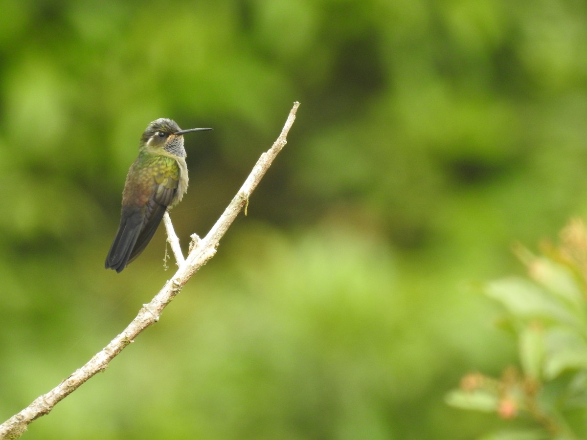 Amethyst-throated Mountain-gem - ML637510051