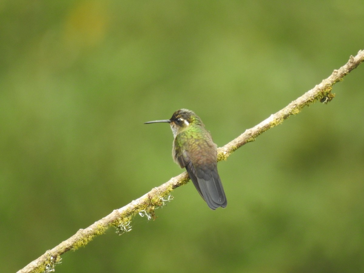 Amethyst-throated Mountain-gem - ML637510052