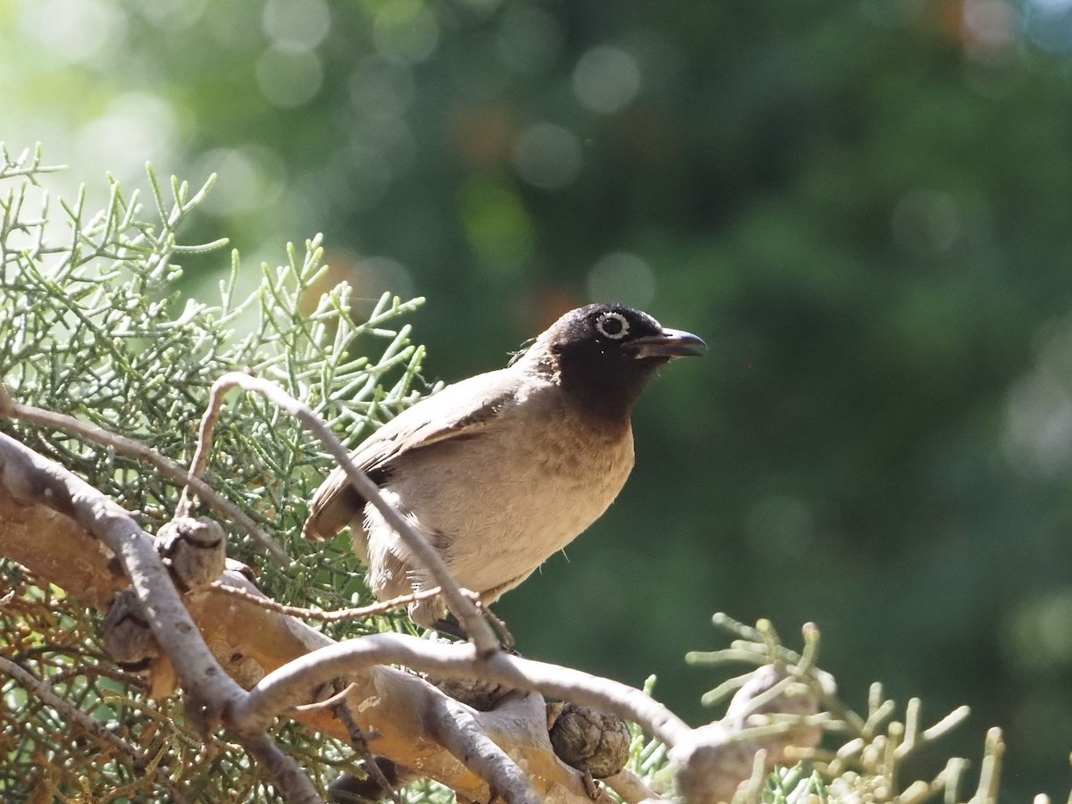 bulbul arabský - ML637510101
