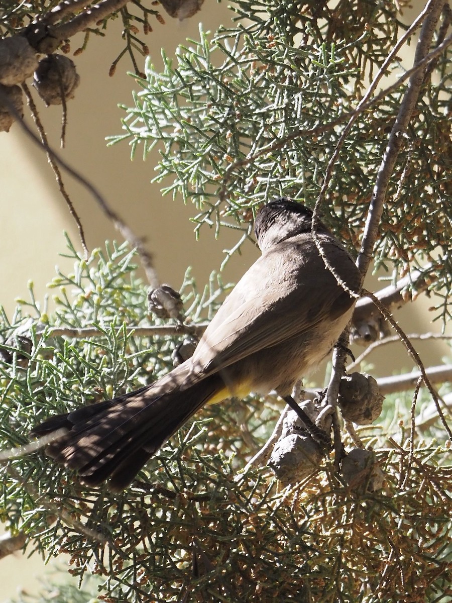 bulbul arabský - ML637510102