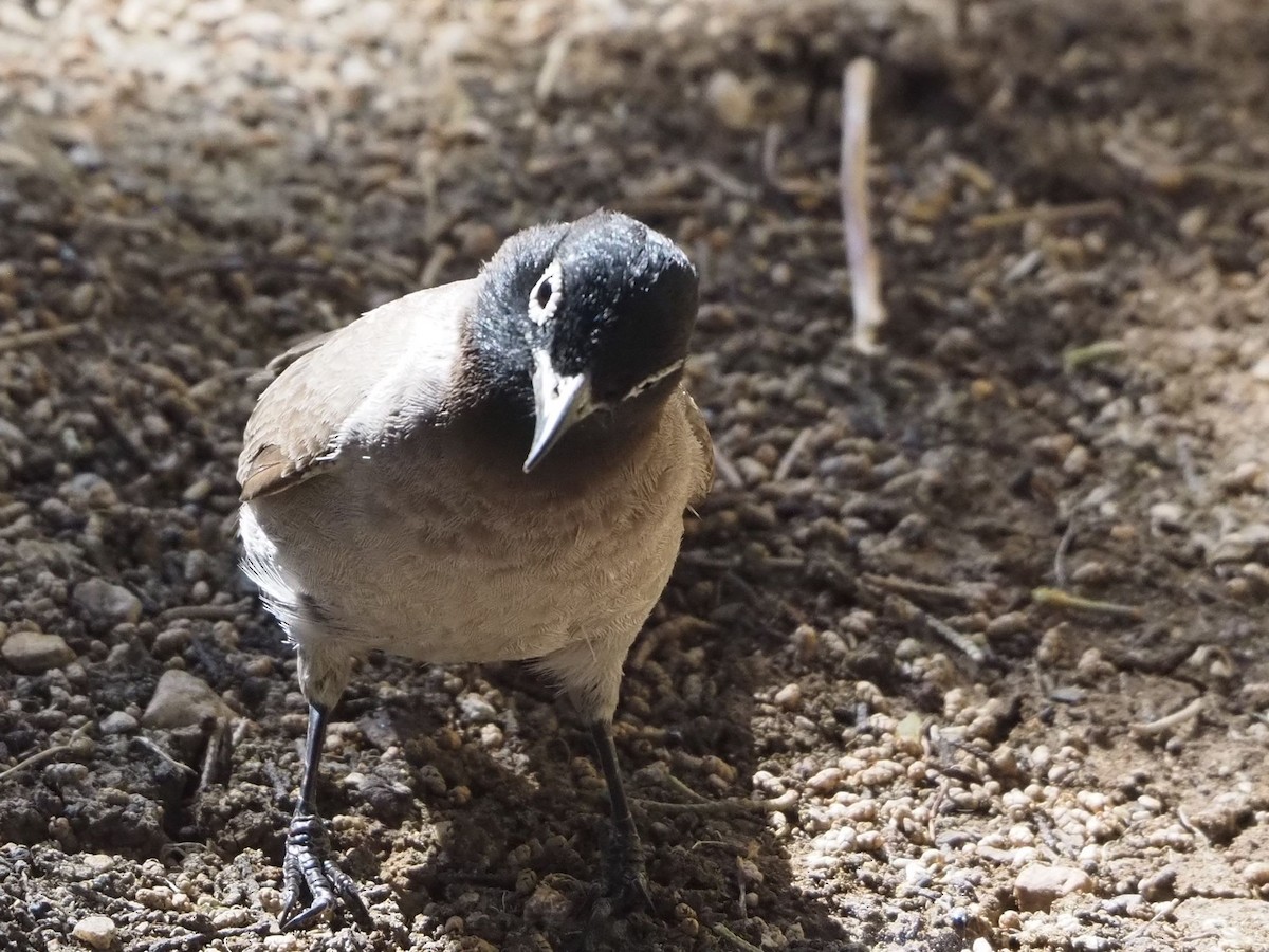 bulbul arabský - ML637510103