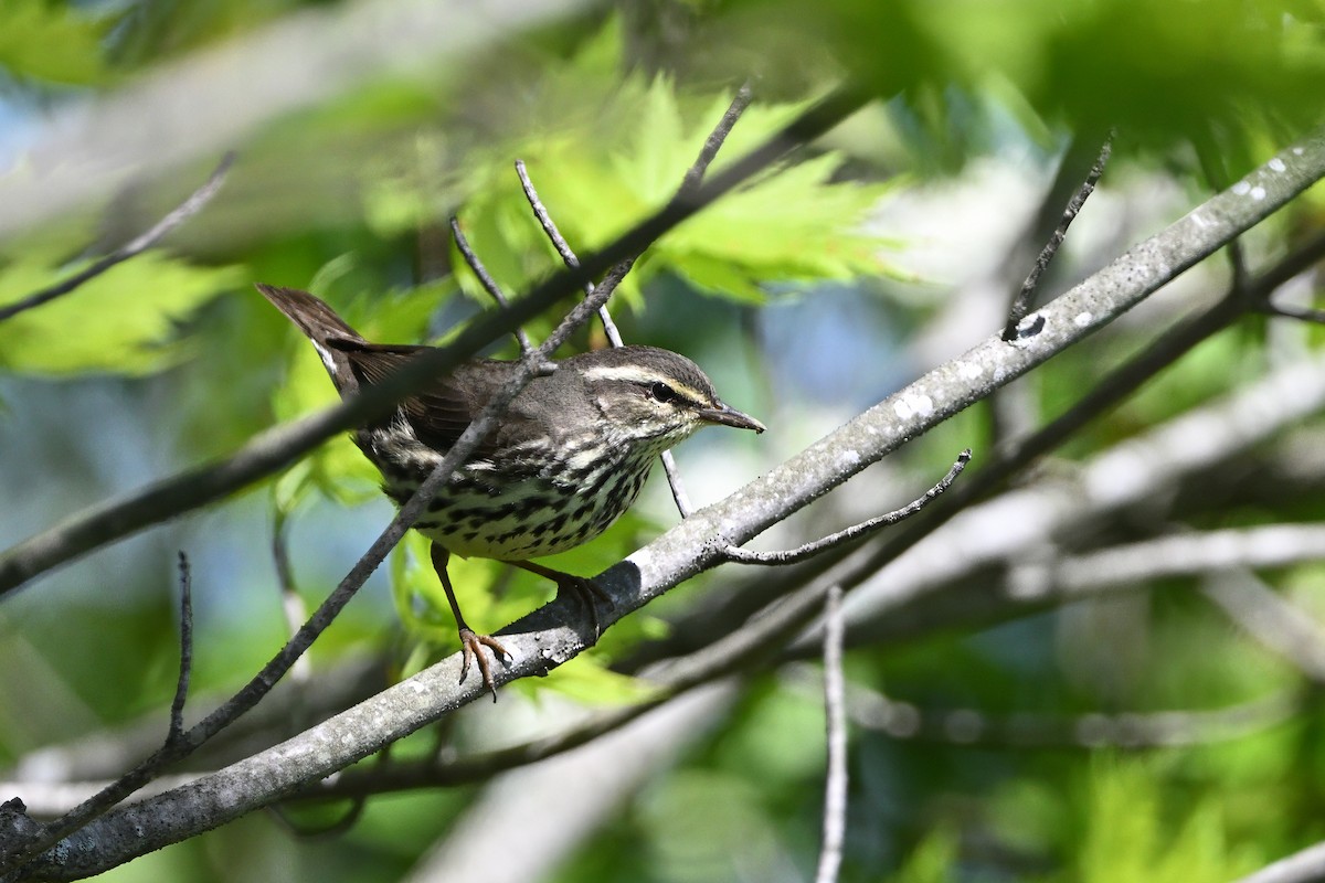 Northern Waterthrush - ML637510109