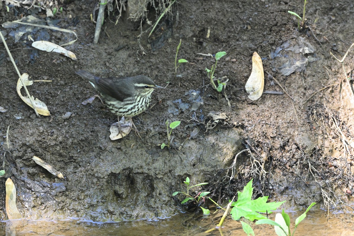 Northern Waterthrush - ML637510110