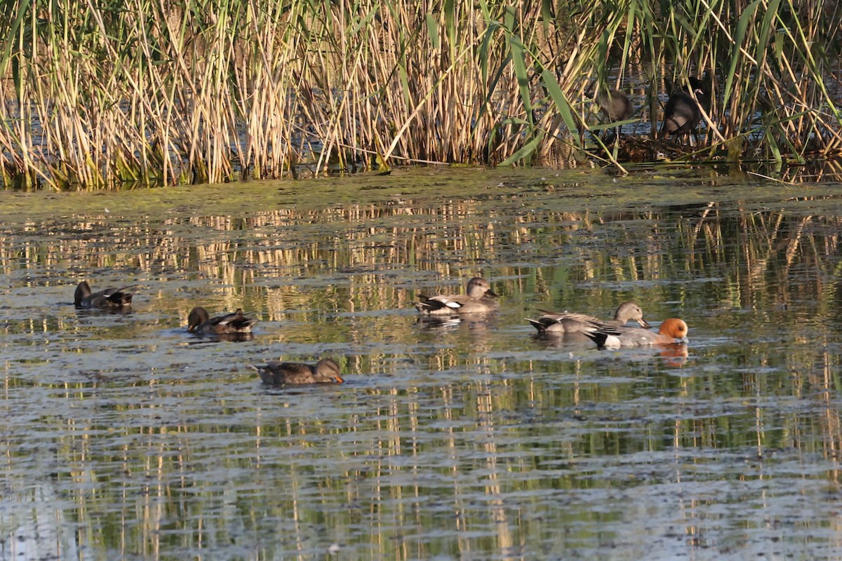 Eurasian Wigeon - ML637510187