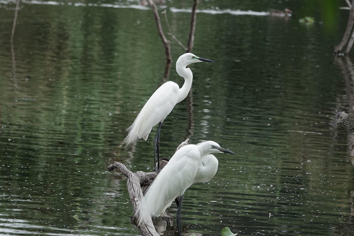 Great Egret (African) - ML637510189