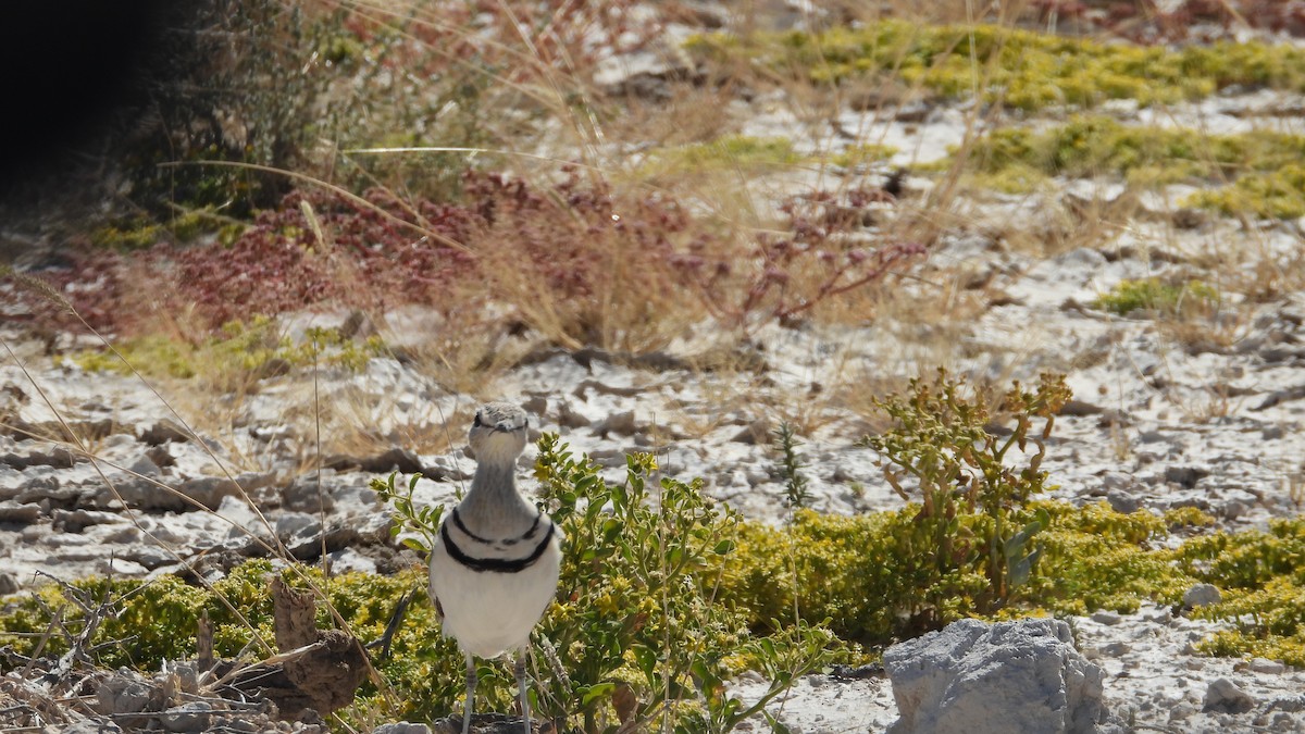 Double-banded Courser - ML637510223
