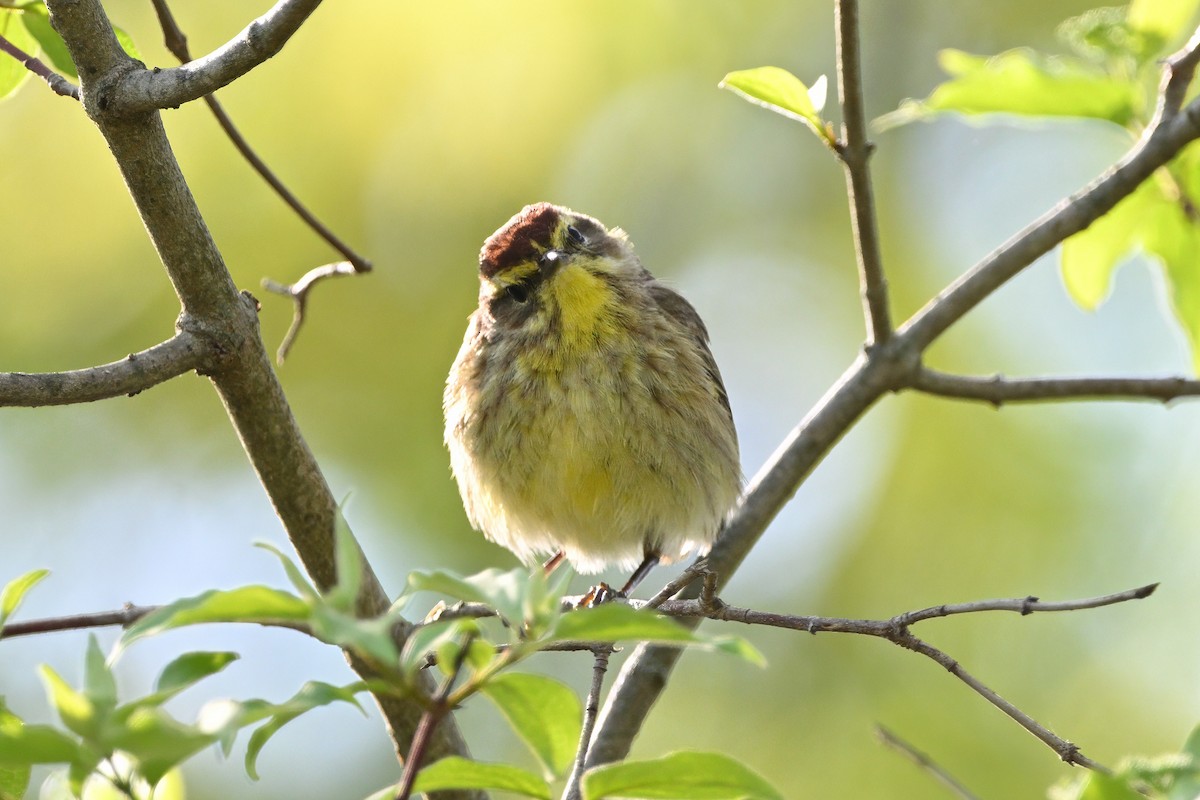 Palm Warbler (Western) - ML637510228