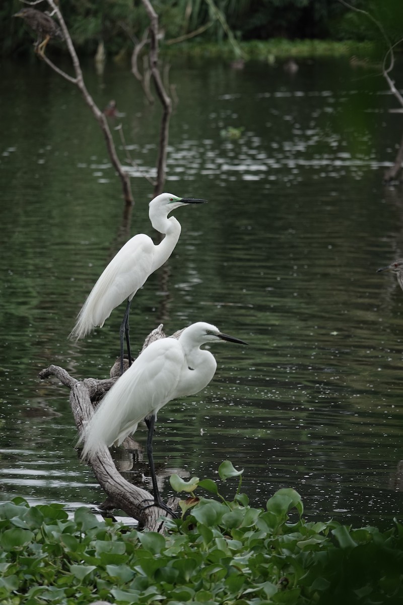 Great Egret (African) - ML637510247