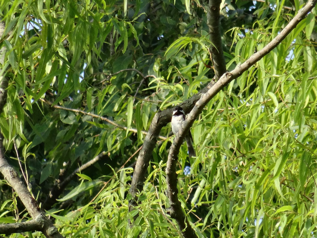 Carolina Chickadee - ML637510257
