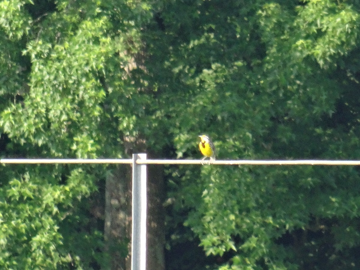 Eastern Meadowlark - ML637510302