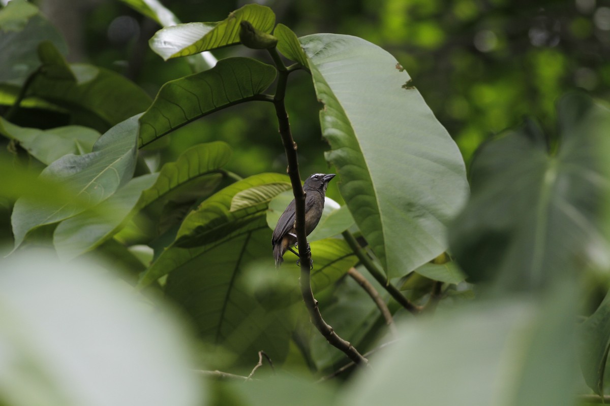 Cinnamon-bellied Saltator - ML637510368