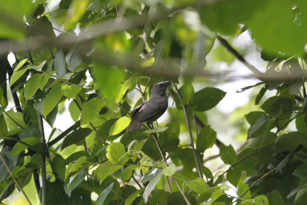 Cinnamon-bellied Saltator - ML637510369