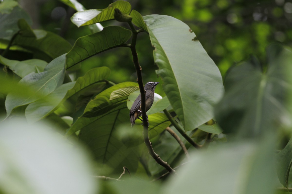 Cinnamon-bellied Saltator - ML637510370