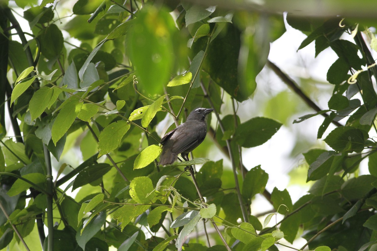 Cinnamon-bellied Saltator - ML637510375