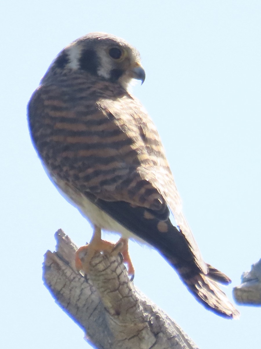 American Kestrel - ML637510397