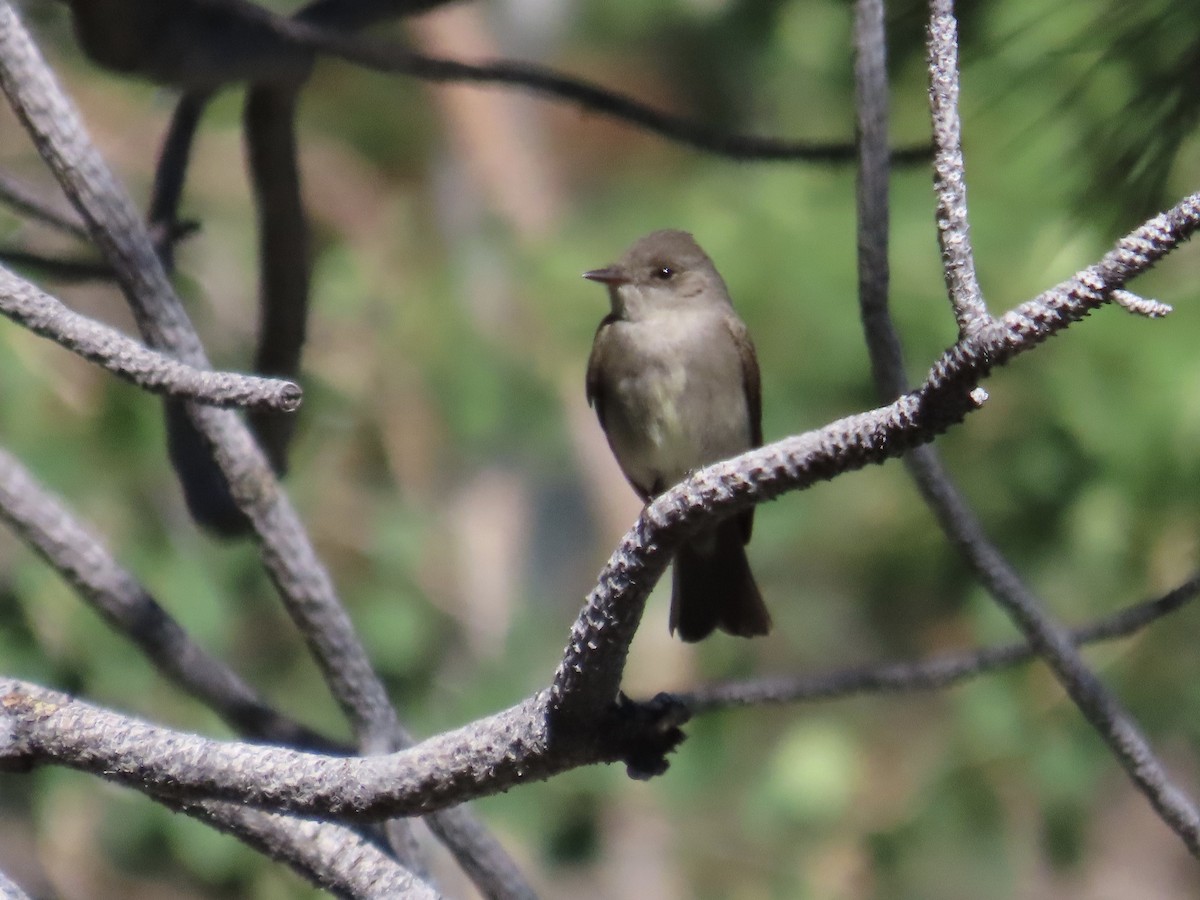 Western Wood-Pewee - ML637510420