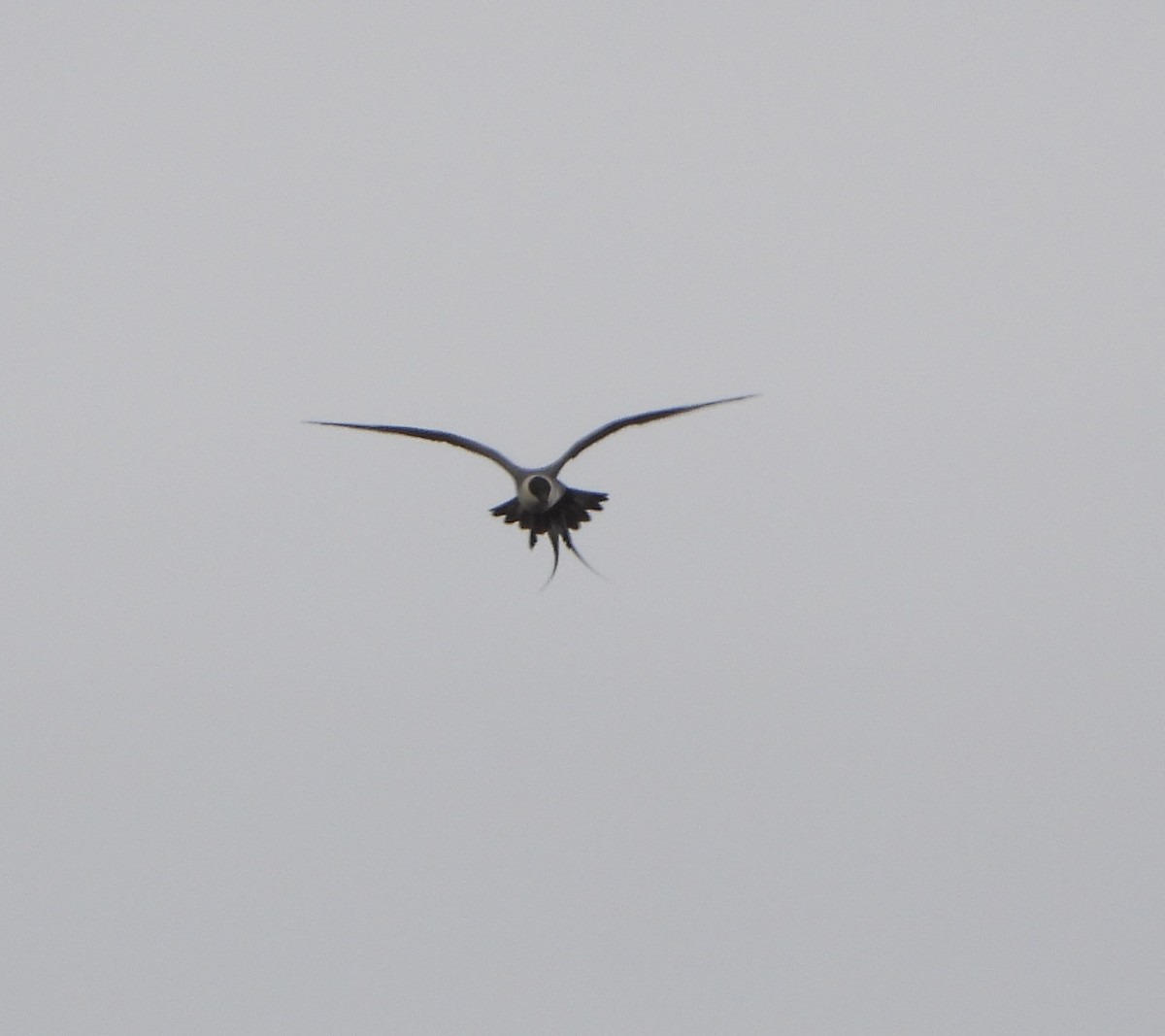 Long-tailed Jaeger - ML637510427
