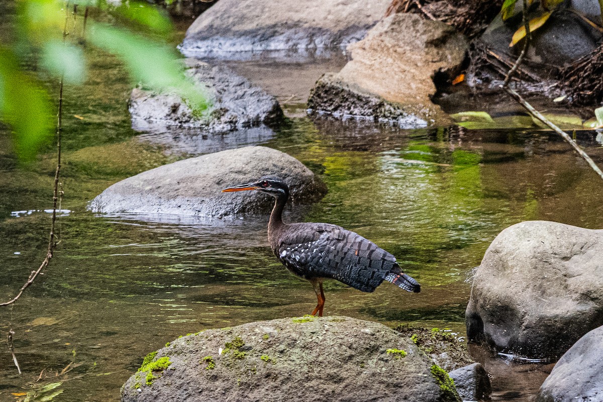 Sunbittern - ML637510444