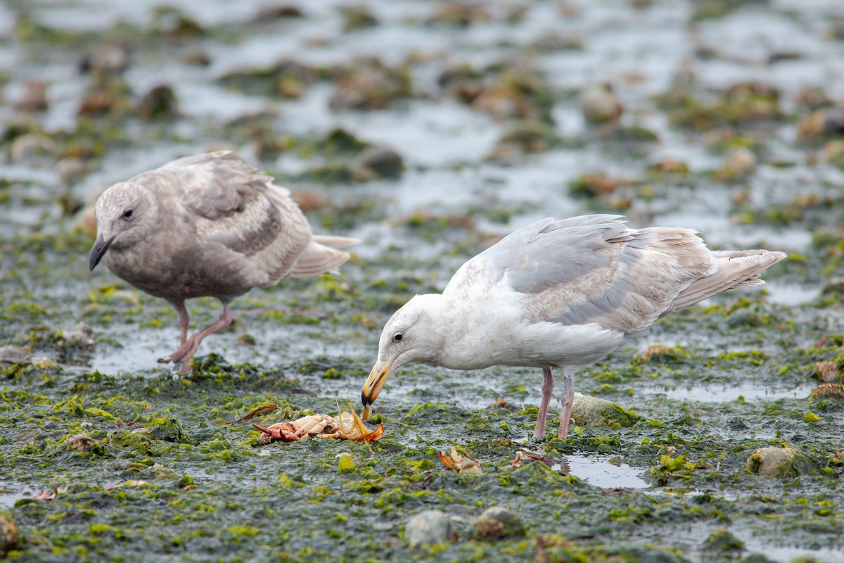 Glaucous-winged Gull - ML637510464