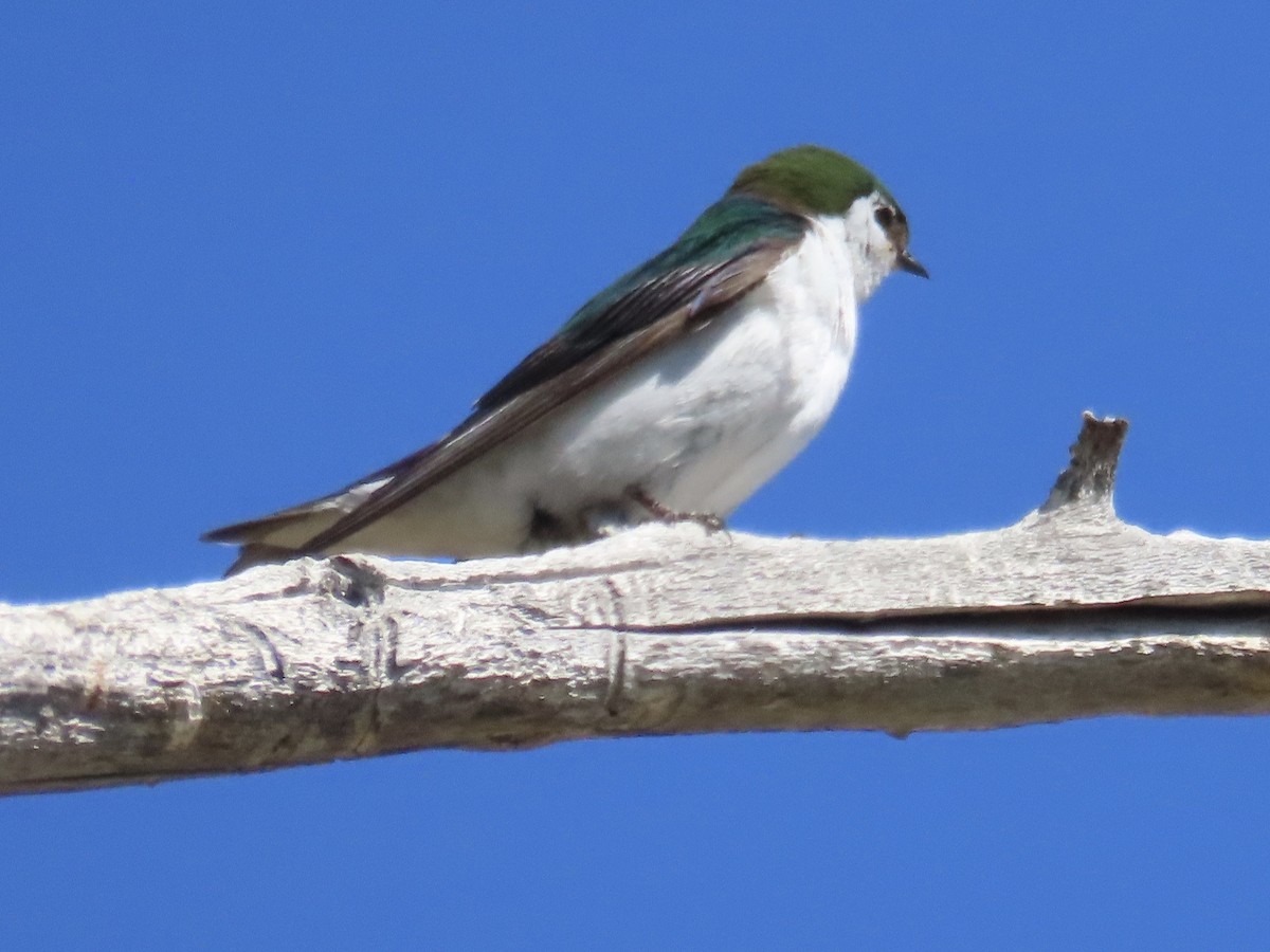 Violet-green Swallow - ML637510465