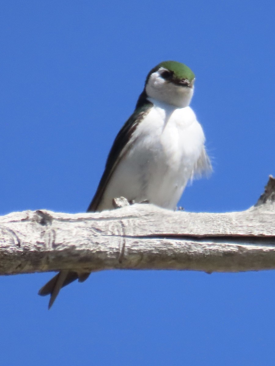 Violet-green Swallow - ML637510468