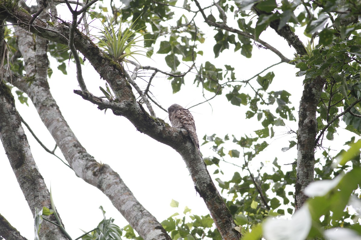 Great Potoo - ML637510473
