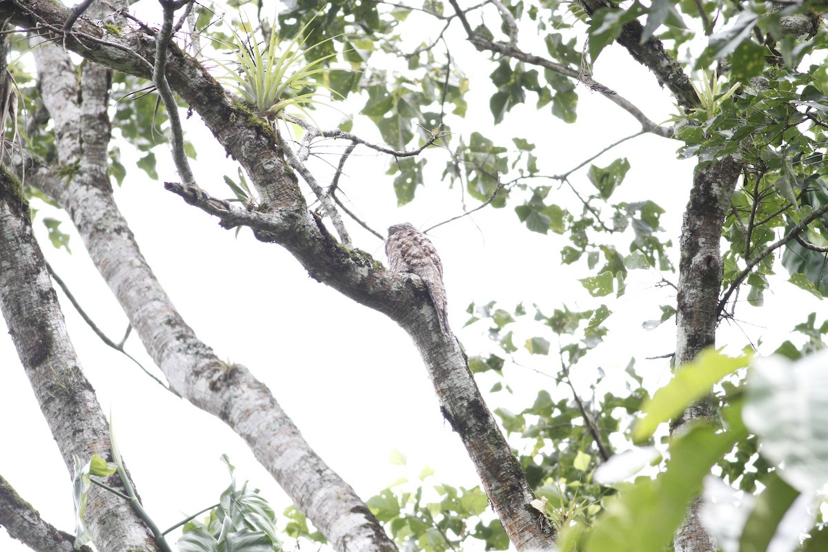 Great Potoo - ML637510474