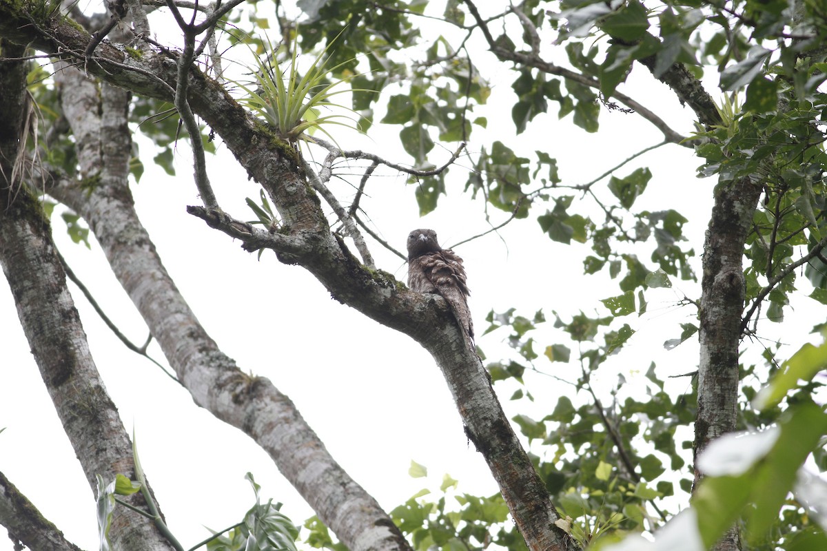 Great Potoo - ML637510475