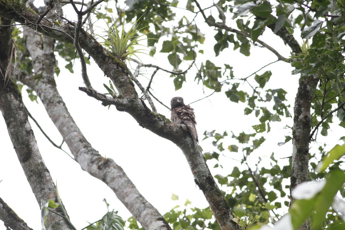 Great Potoo - ML637510476