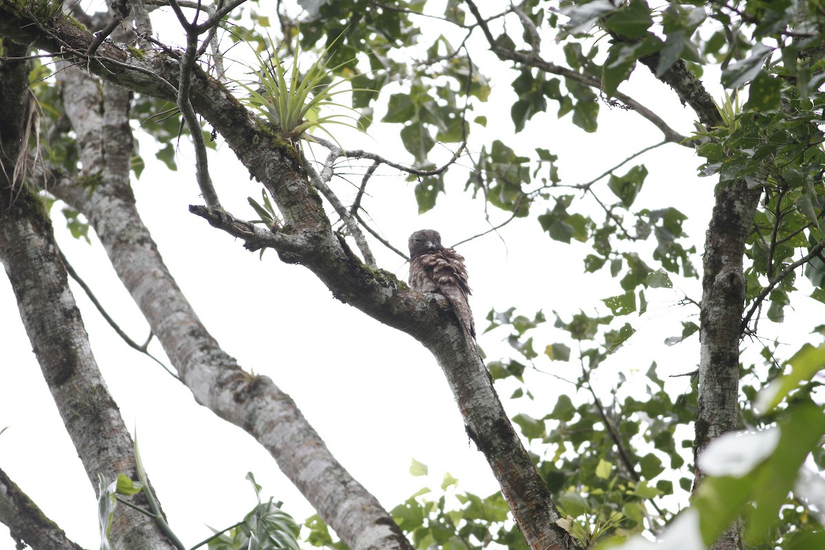 Great Potoo - ML637510477