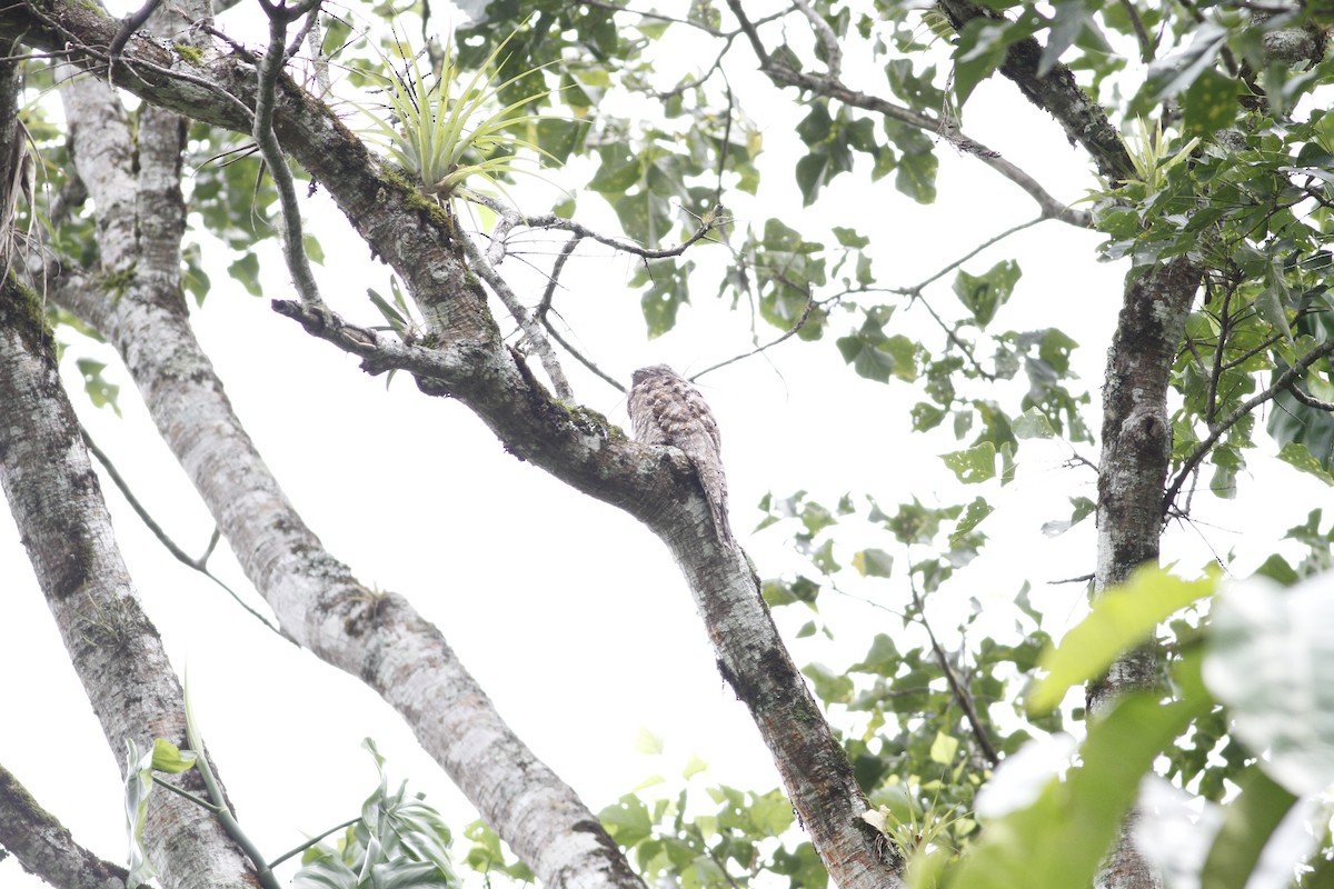 Great Potoo - ML637510478