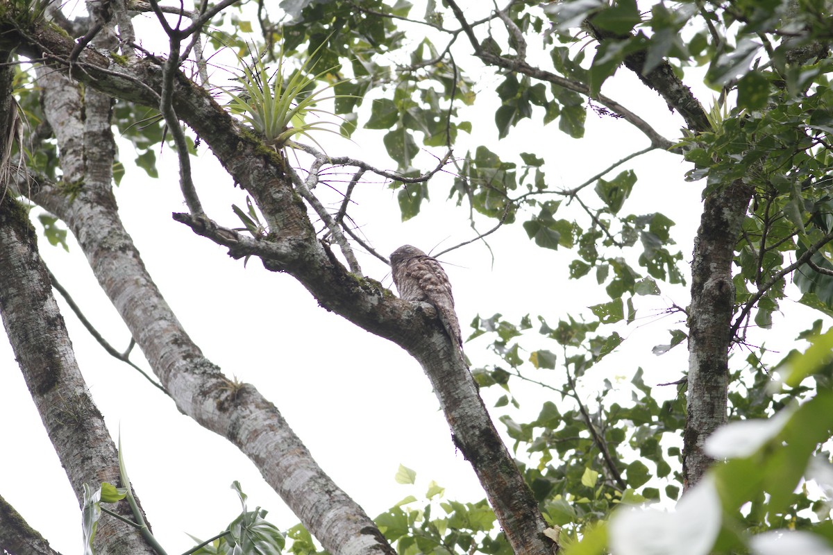 Great Potoo - ML637510479
