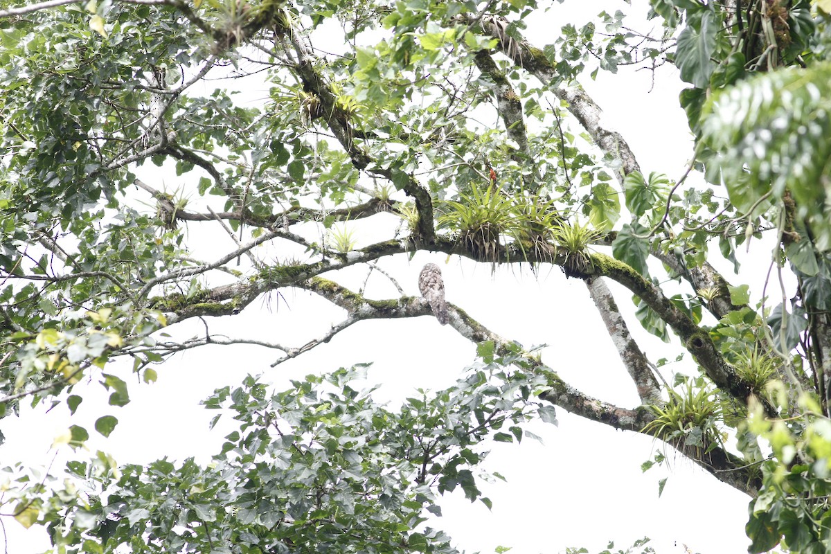 Great Potoo - ML637510482