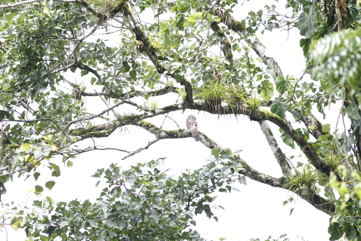 Great Potoo - ML637510483