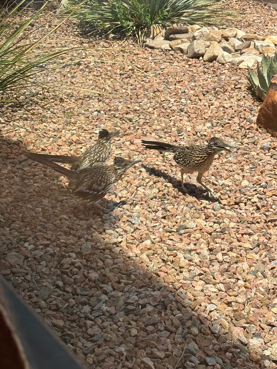 Greater Roadrunner - ML637510493