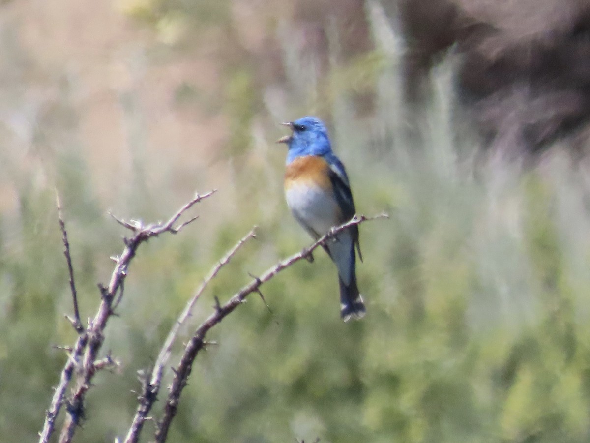 Lazuli Bunting - ML637510538