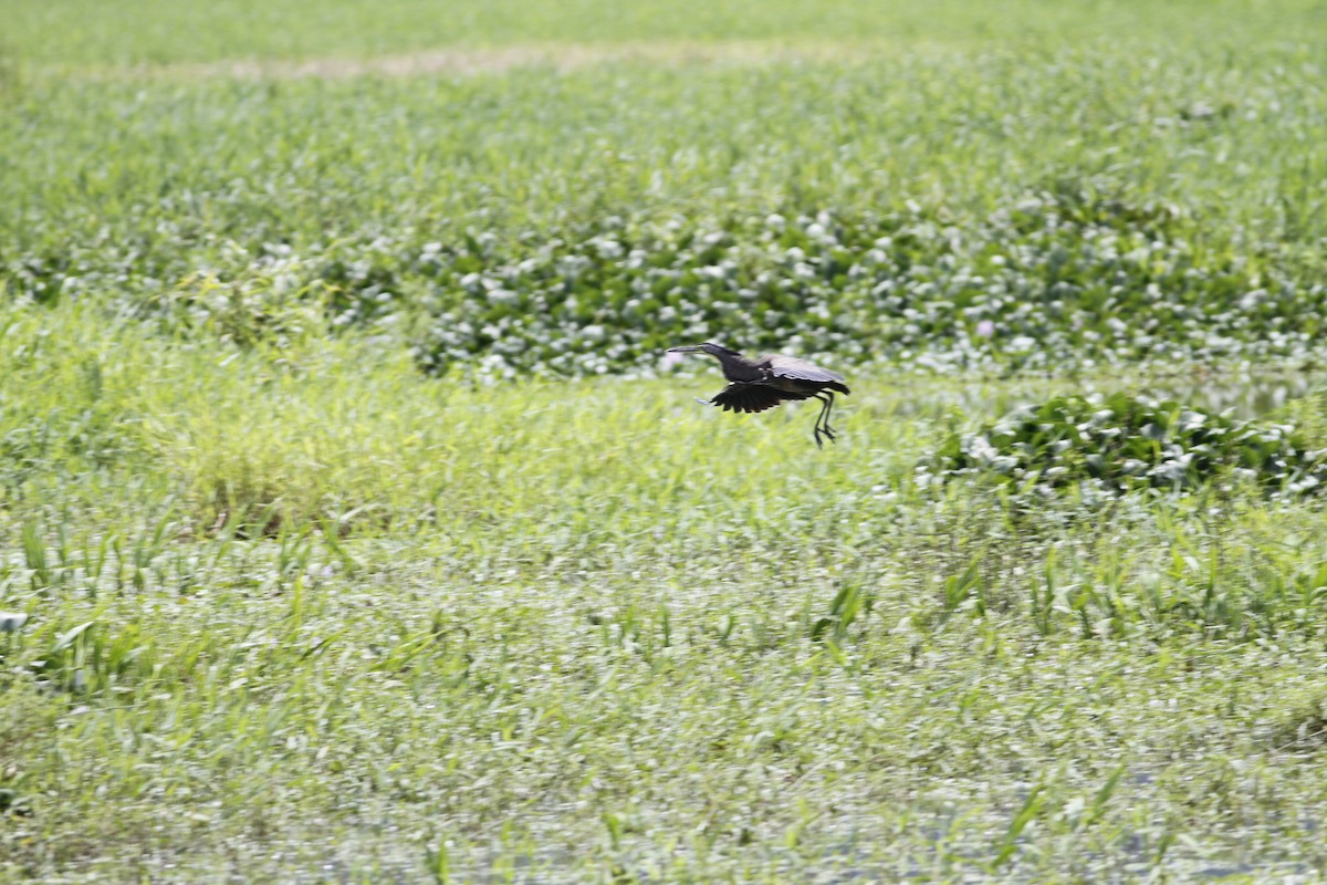 Bare-throated Tiger-Heron - ML637510557