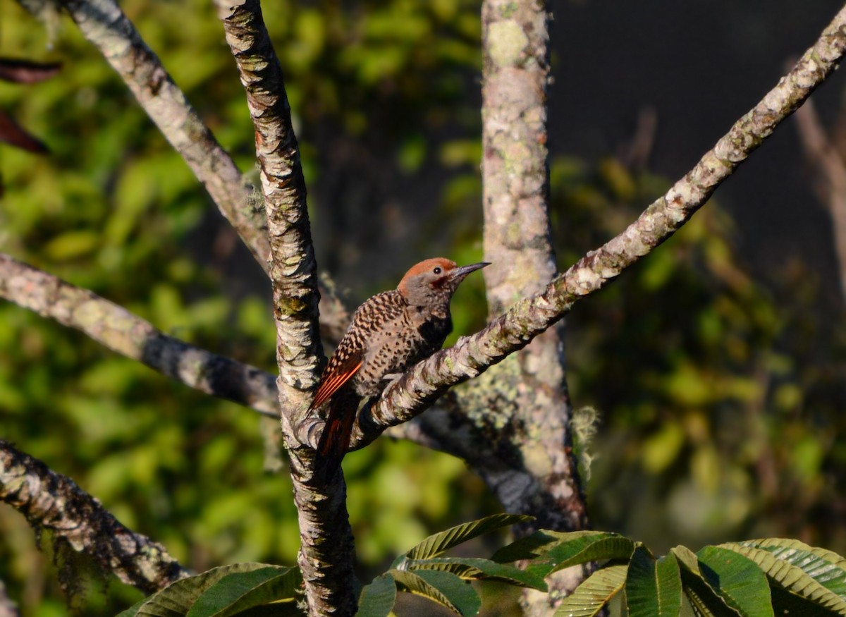 Guatemalan Flicker - ML637510568