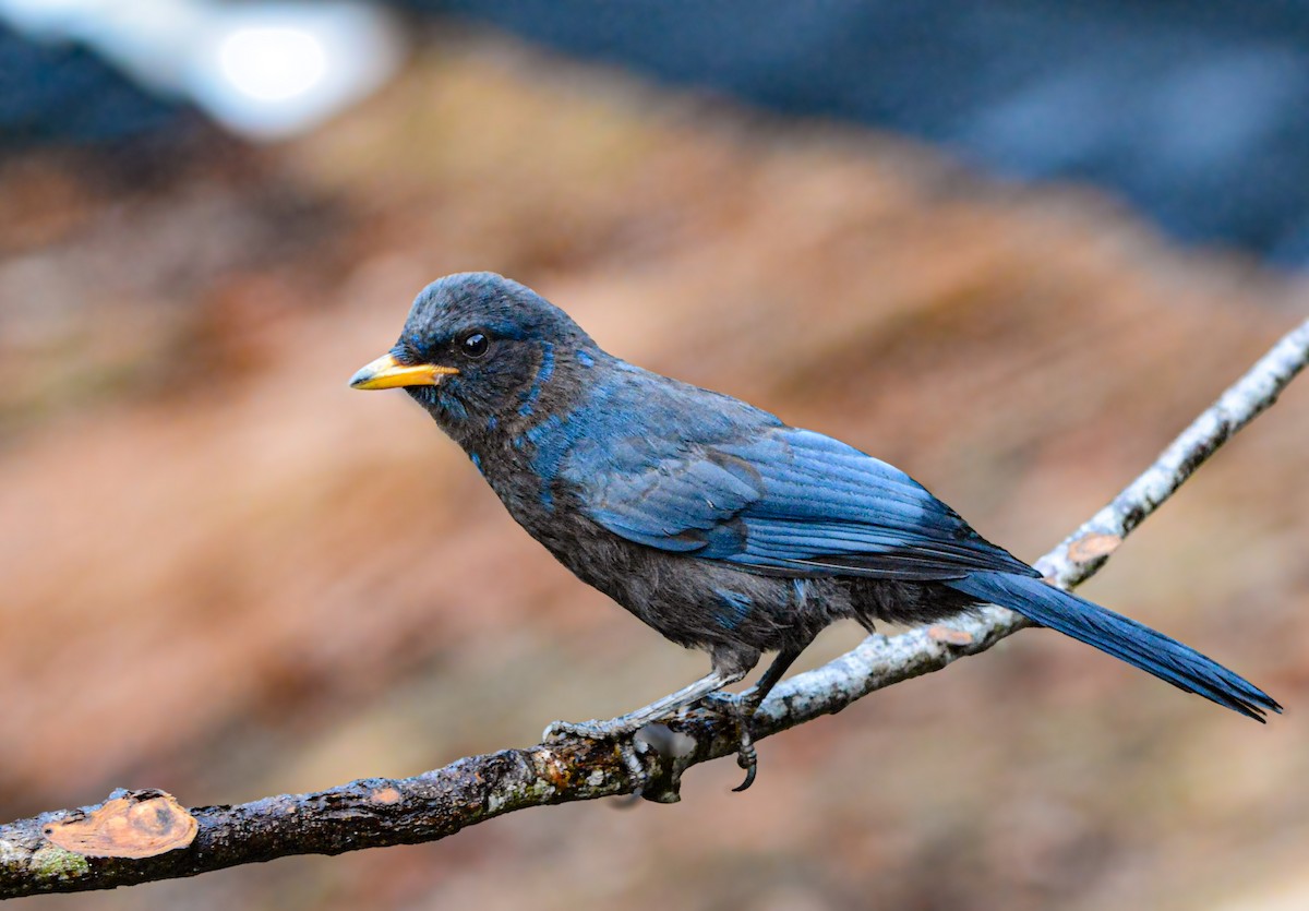 Unicolored Jay - ML637510592