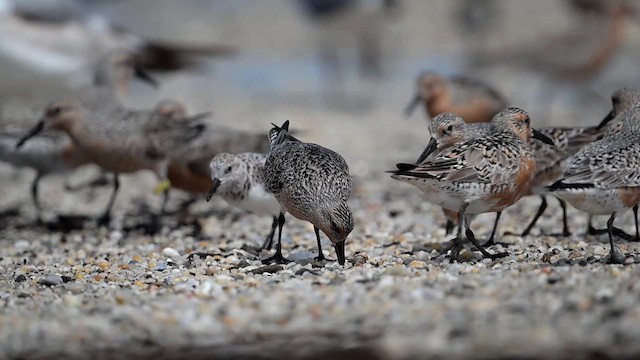 Red Knot - ML637510604