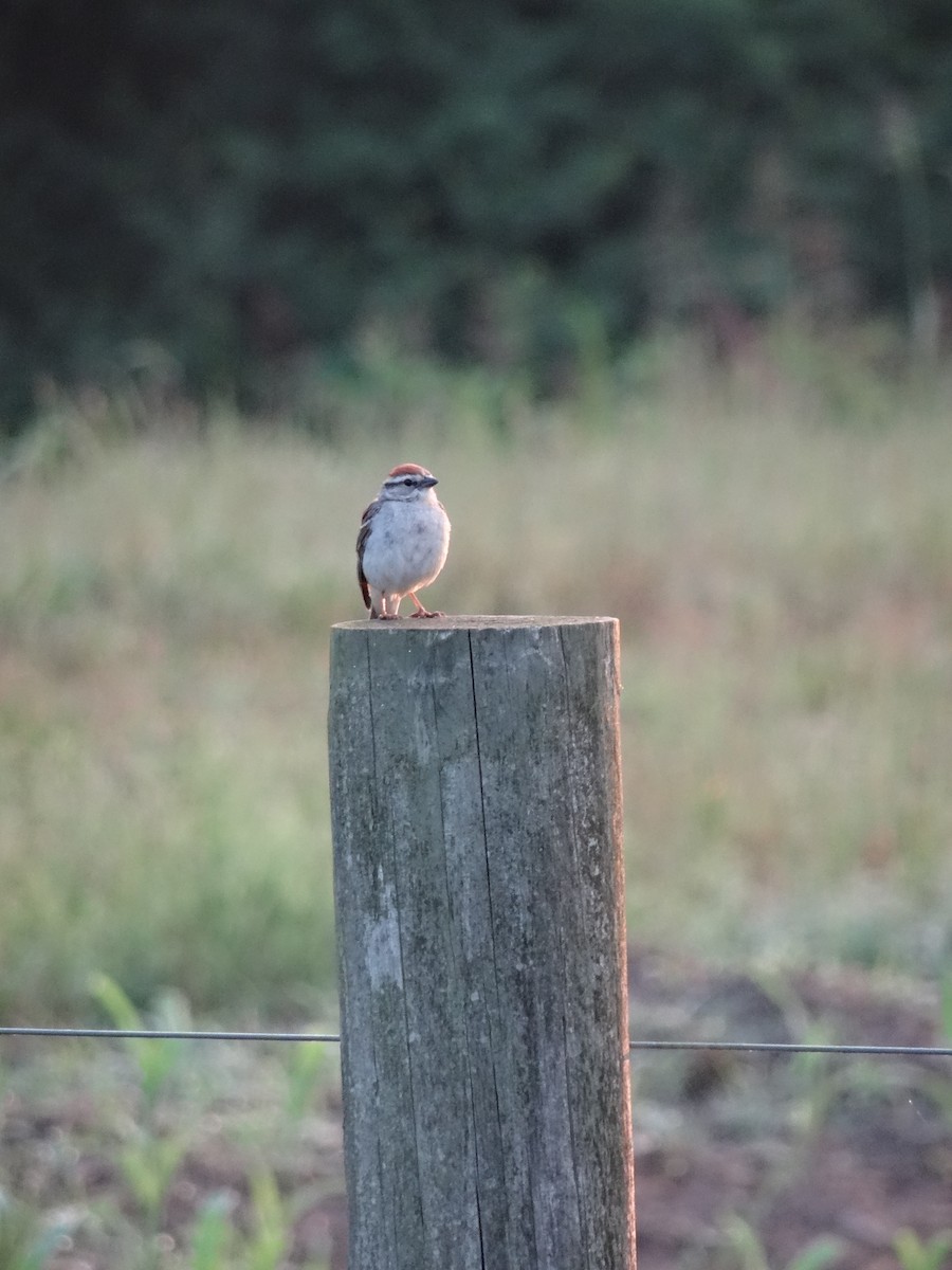 Chipping Sparrow - ML637510637